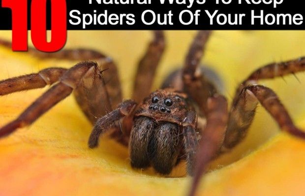 La forma natural de mantener las arañas fuera de su hogar