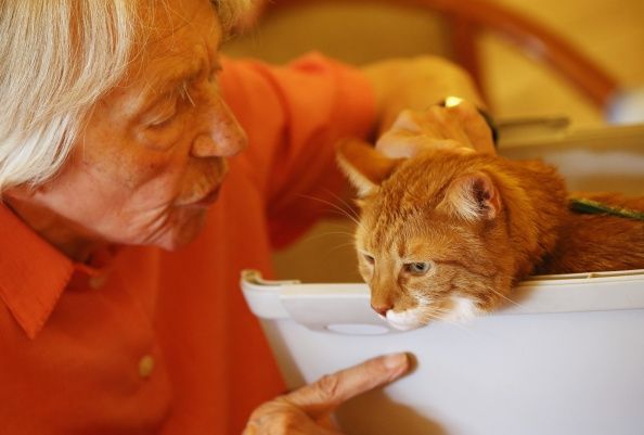 Un paciente con demencia mascotas un gato en un hogar de ancianos. El número de personas con demencia en todo el mundo va en aumento.