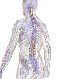 Medula espinal