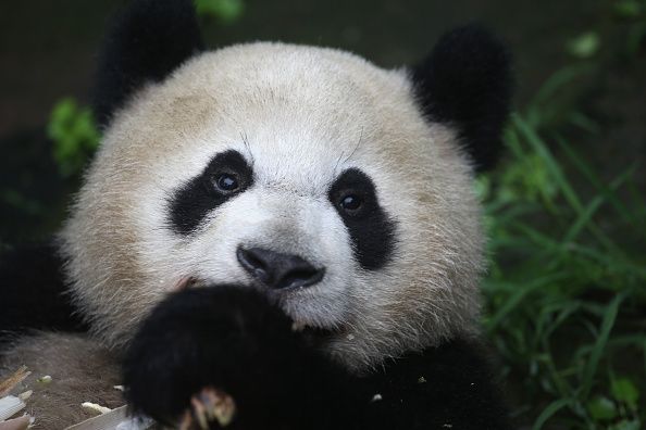 El más antiguo panda gigante tiene ahora dos récords mundiales Guinness