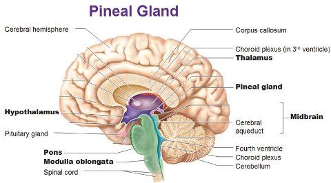 Cómo abrir Tercer Ojo Glándula Pineal