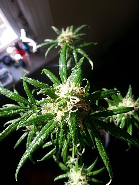 Homegrown marihuana medicinal