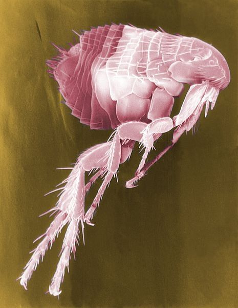 Una pulga común, que puede transmitir la bacteria que causa la peste de los roedores a las personas.