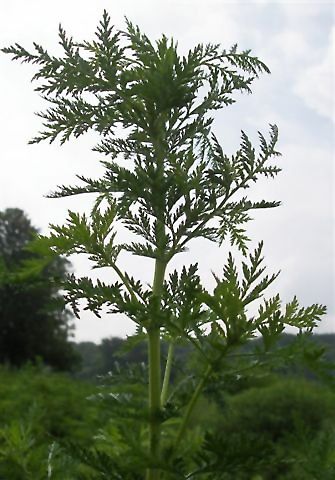 La artemisinina Annua