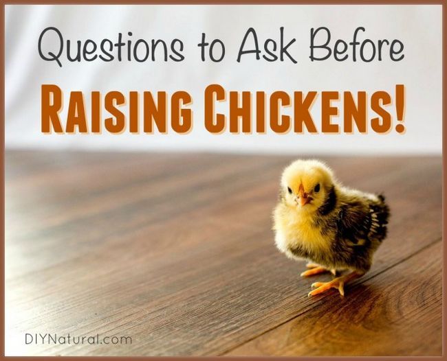 ¿Cría de pollos? Preguntas que deben preguntarse primero!