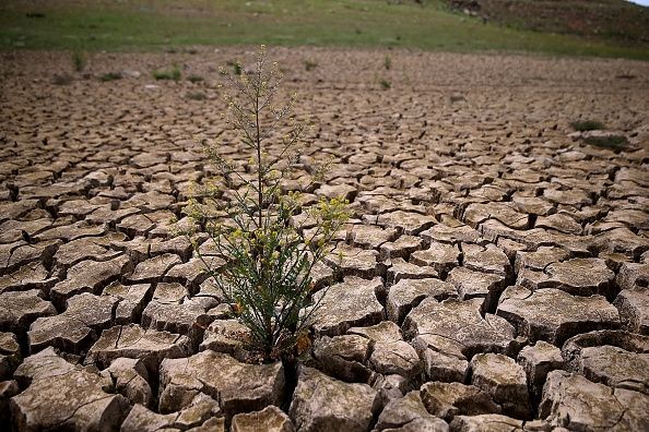 La grave sequía en California está siendo culpado por un número récord de muertes debido al Virus del Nilo Occidental