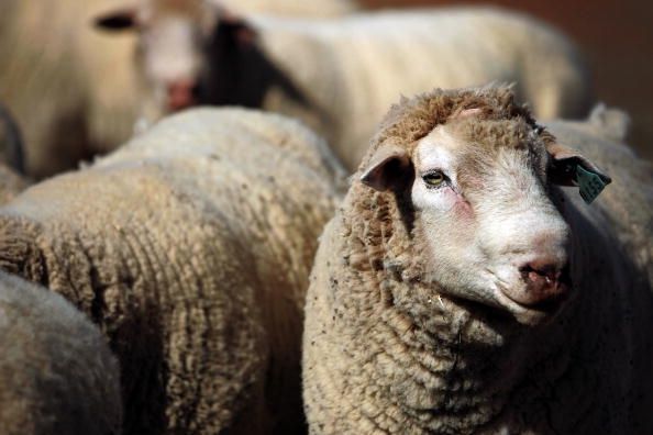 Una oveja diseasein cerebral puede ser capaz de propagarse a otras especies.