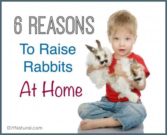 Seis razones para iniciar la cría de conejos en casa