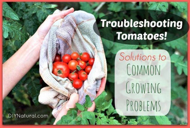 Soluciones a problemas comunes en las plantas de tomate
