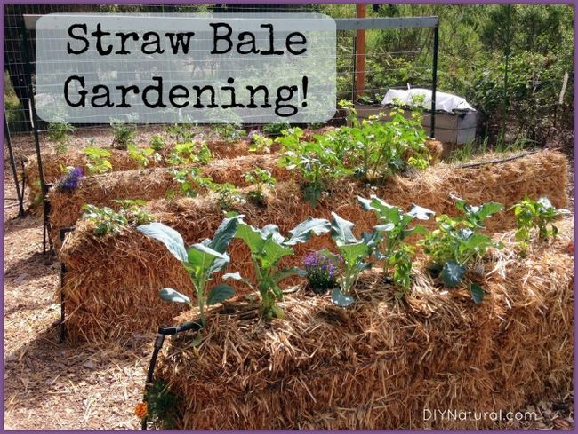 Bala de la paja jardinería: una manera fácil de cultivar alimentos