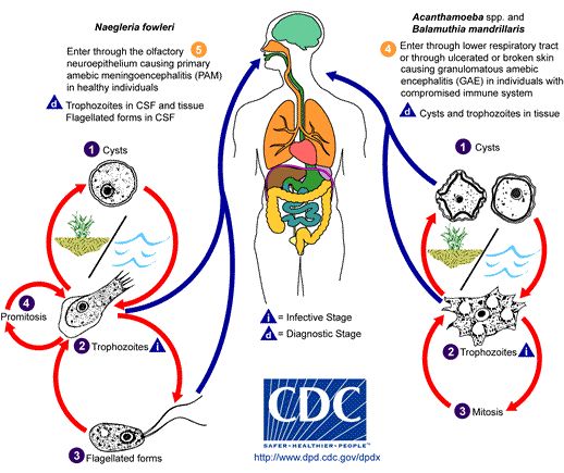 Un diagrama de cómo la ameba come-cerebros muy raro infecta a un ser humano.