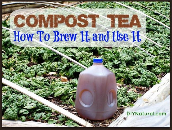 Los secretos para hacer un gran té de compost