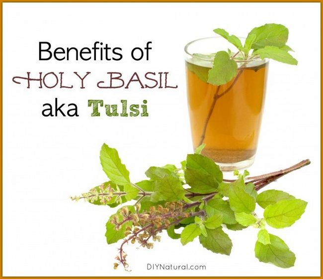 Beneficios Tulsi y Santo Basil
