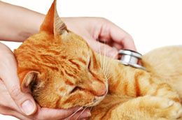 Top 10 de los problemas y enfermedades de salud del gato más comunes