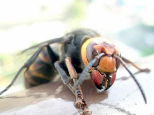 Lista de Top 10 insectos más peligrosos