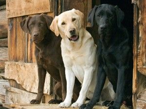 en tres diferentes colores-Labrador Retriever--Dog-Pictures