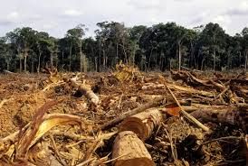 deforestación