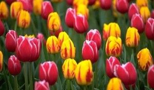 tulip-
