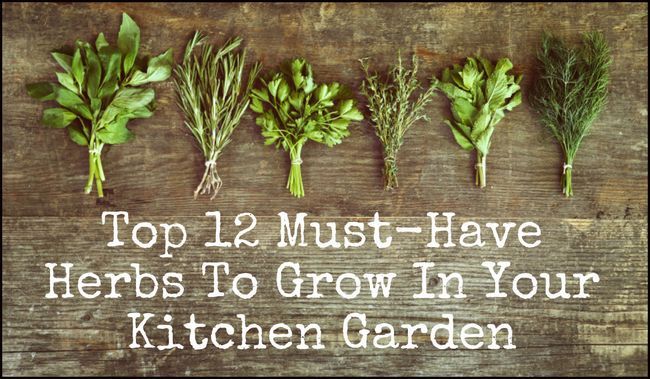Top 12 Must-Have hierbas para crecer en su jardín de cocina