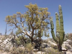 Top 9 plantas que se encuentran comúnmente en los desiertos