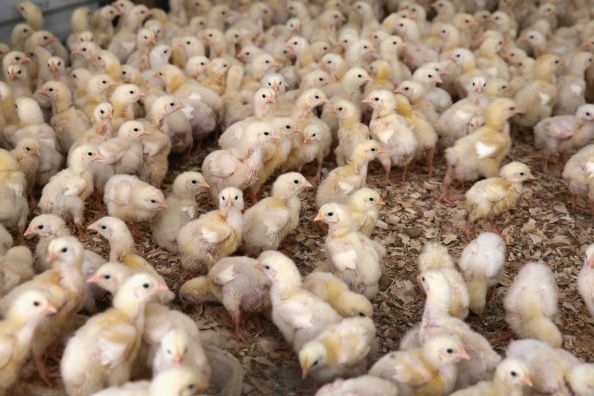 Tyson Foods dice que va a eliminar gradualmente el uso de antibióticos en la alimentación de los pollos.