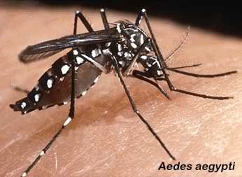 El mosquito Aedes aegypti es el vector responsable de la propagación de la fiebre del dengue.
