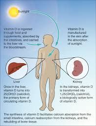 La vitamina D se produce en la piel por la exposición a la luz solar.