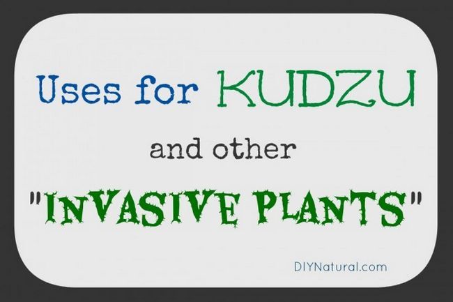 Las plantas invasoras Kudzu