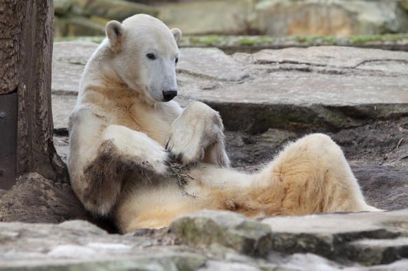 Knut, el oso polar, un animal querido en el zoológico de Berlín, tuvo una encefalitis raro que también afecta a las personas.