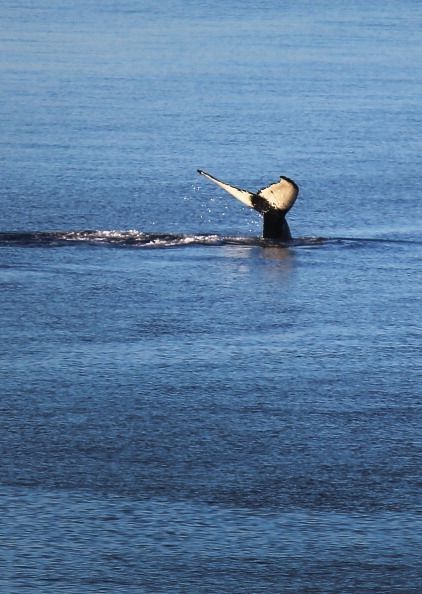 ¿Nos debemos nuestra larga vida a las ballenas?