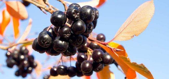 10 Beneficios para la salud asombrosos de Aronia Berry (chokeberries)