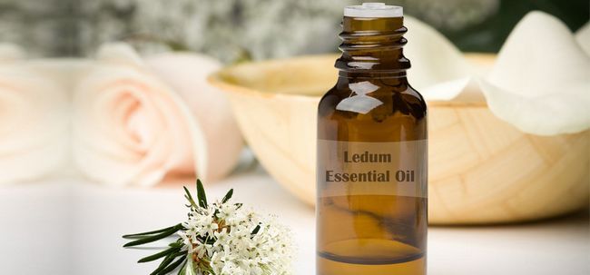 10 Beneficios para la salud asombrosos de Ledum Aceite Esencial