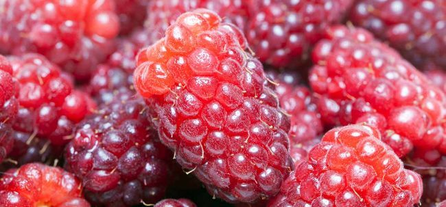 10 Beneficios para la salud asombrosos de Loganberry