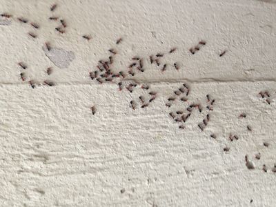 disuadir a las hormigas