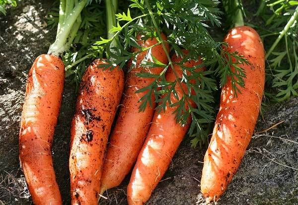 zanahoria para la salud