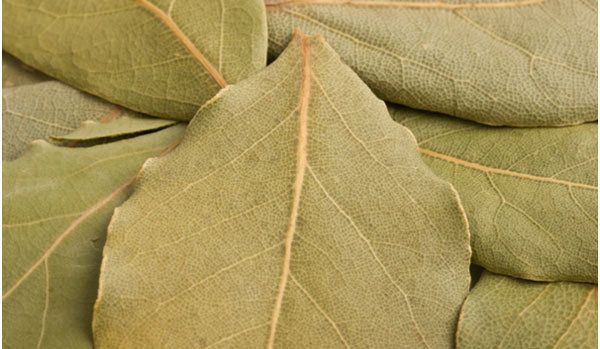 beneficios de la hoja de laurel
