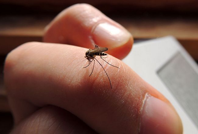 Un repelente de mosquitos