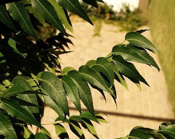 hojas de neem beneficios para el cabello