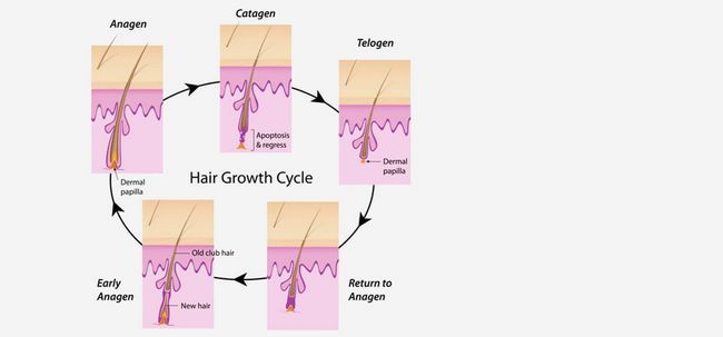 3 fases del ciclo de crecimiento del pelo