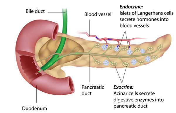 Enzimas digestivas