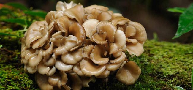4 tipos de hongos medicinales y sus propiedades sorprendentes