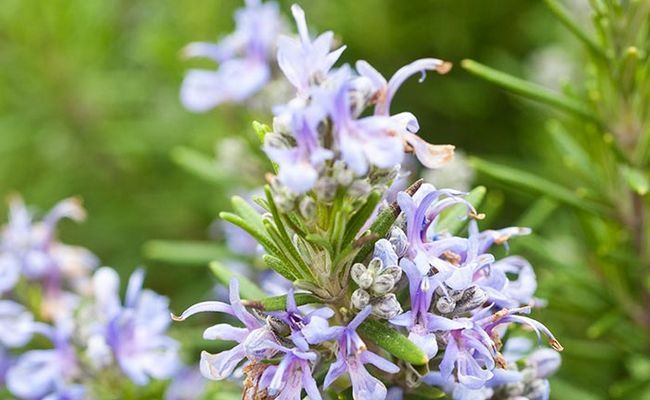 Hierba de Rosemary