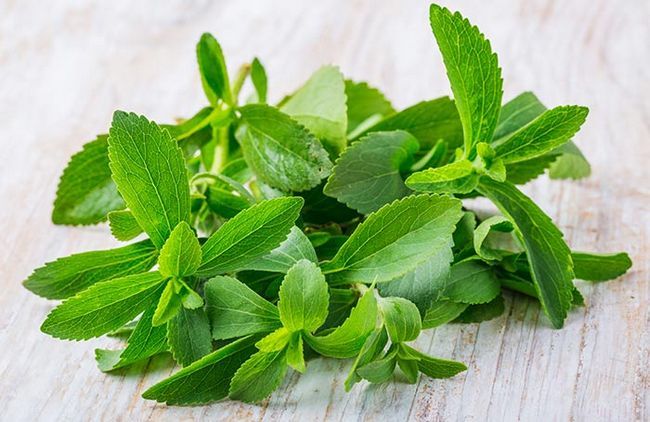 Stevia