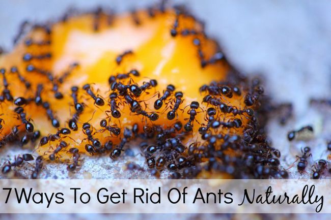 7 maneras de deshacerse de las hormigas Naturalmente