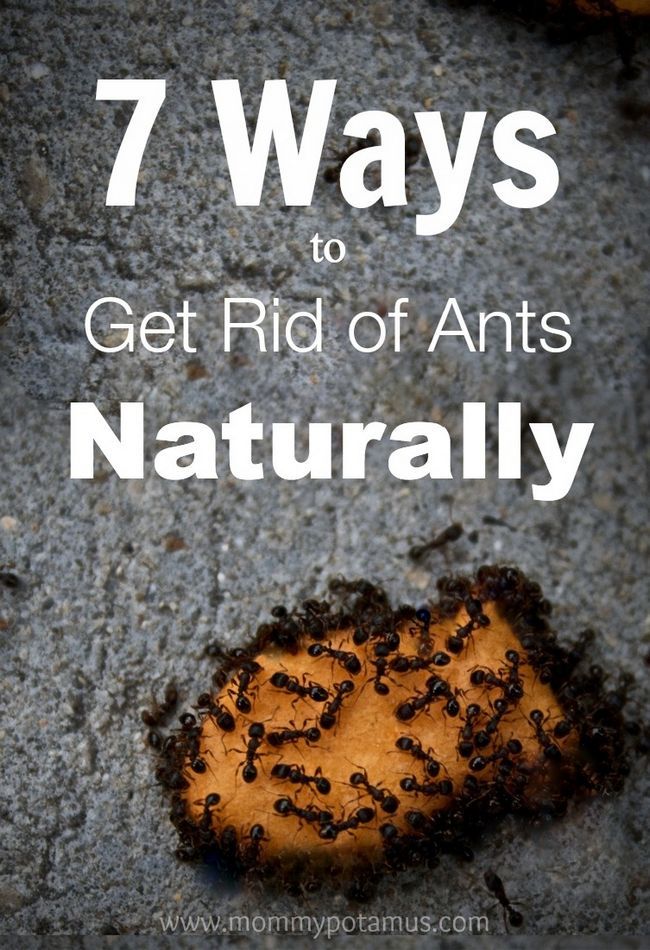 7 maneras de deshacerse de las hormigas Naturalmente