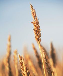 alimentos de ácido fólico para el crecimiento del cabello