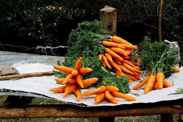 consejos de zanahoria