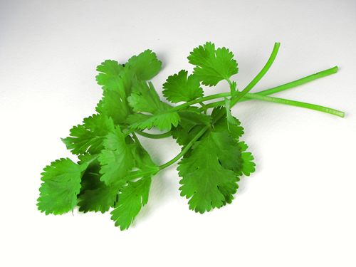 Los mejores beneficios para la salud del consumo de cilantro / Cilantro / hojas de perejil
