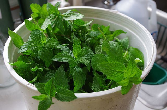 consejos de salud de menta