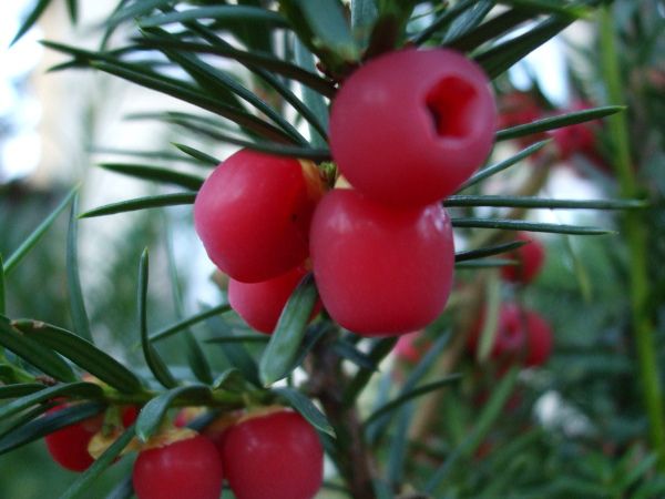 beneficios para la salud de Taxus